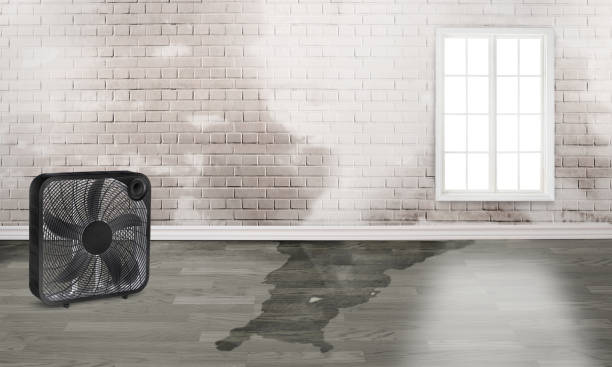 Best Water damage contractors near me  in West Samoset, FL